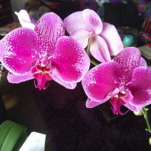 Orchid Absolute (Phalaenopsis blume)