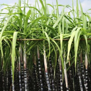 Perfume Grade Sugar Cane Spirit