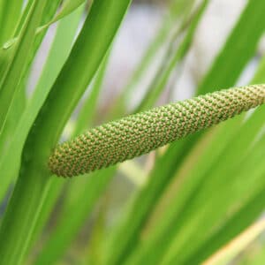 Calamus Root (Acorus calamus)