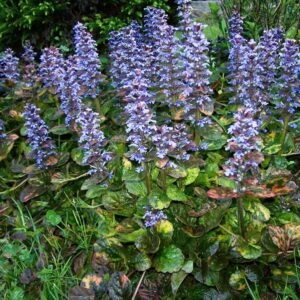 Ajuga Turkestanica Extract - Turkesterone 2%