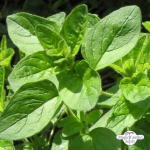 Oregano (Origanum vulgare)