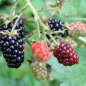 Blackberry Liquid Extract (Rubus fruticosus) (Oil Soluble)