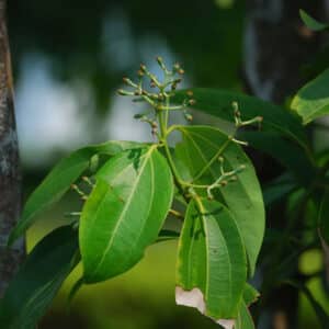 Cinnamon Liquid Extract (Cinnamomum verum) (Oil Soluble)