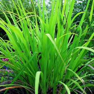Palmarosa (Cymbopogon martini)