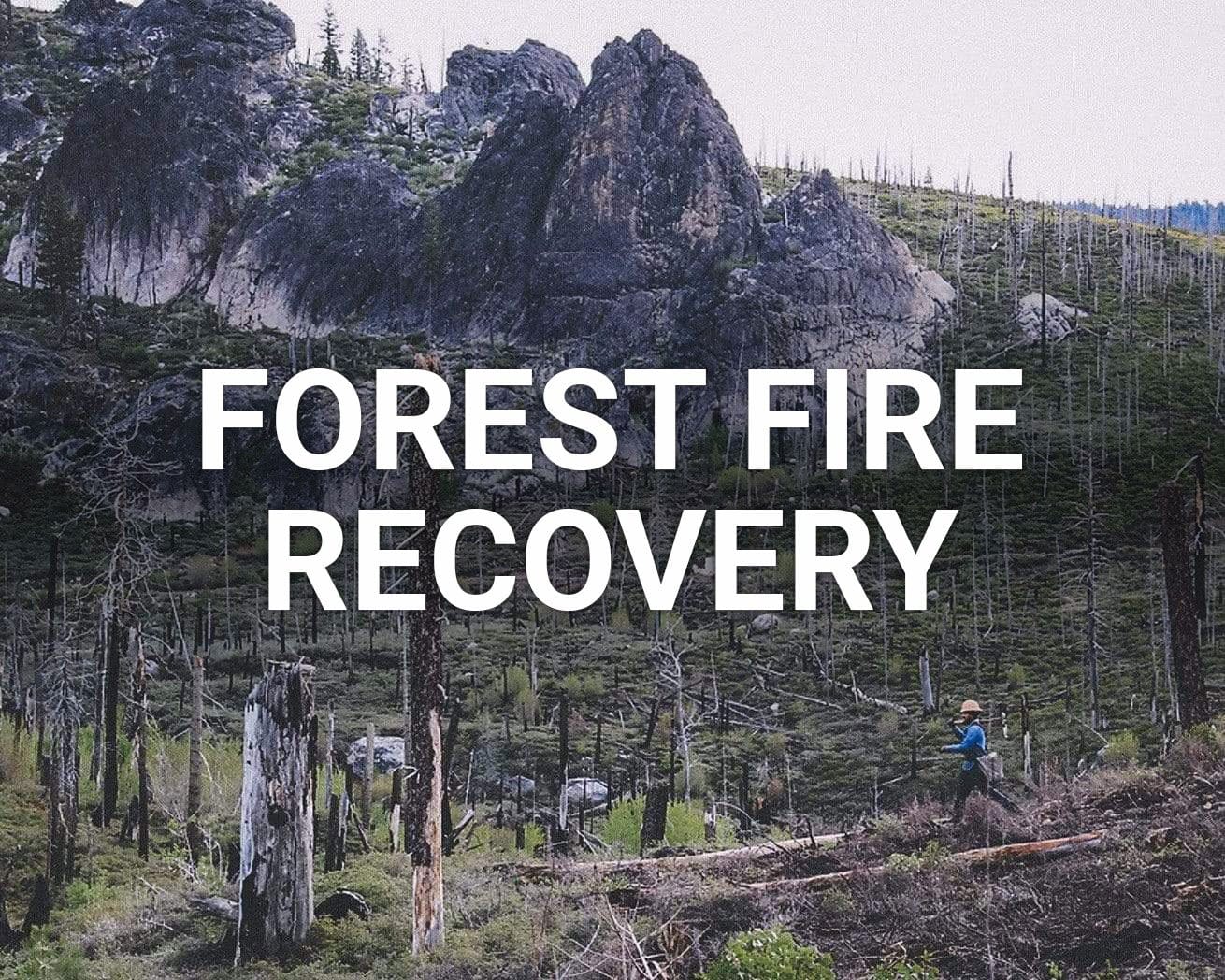 Forest Fire Recovery