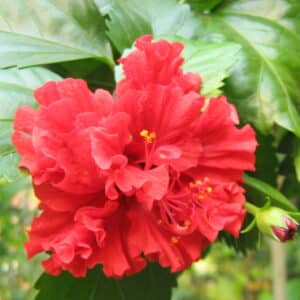 Hibiscus Absolute (Hibiscus rosa-sinensis)