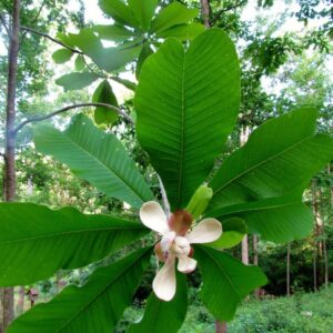 Magnolia Bark Extract (Magnolia officinalis) 20:1
