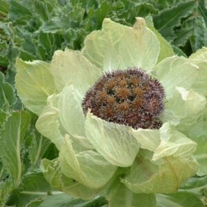 Snow Lotus Seeds (Saussureae Involucratae)