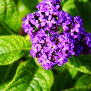 Heliotrope Absolute (Heliotropium arborescens)