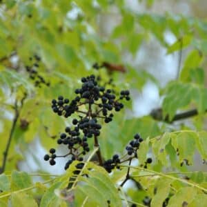 Phellodendron Amurense Extract Berberine 20:1