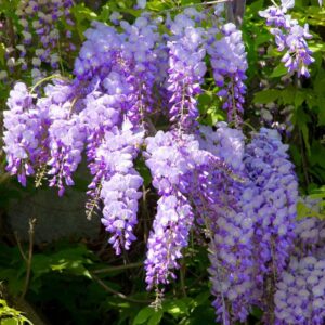 Wisteria (Wisteria sinensis)