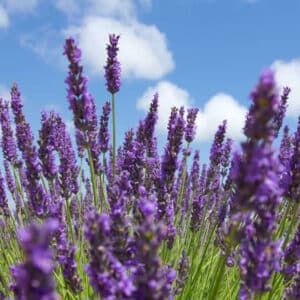 Lavender Spike (Lavandula latifolia)