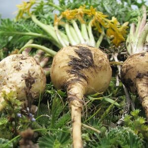 Maca Root Extract (Lepidium meyenii) 10:1