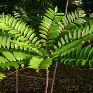 Tongkat Ali Root Extract (Eurycoma longifolia) 10:1