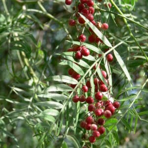 Pink Peppercorn (Schinus molle)