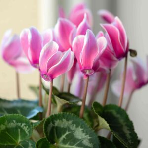 Cyclamen (Cyclamen Persicum)