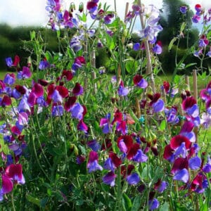 Sweet Pea (Lathyrus odoratus (Fabaceae))