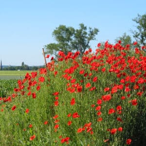 Poppy (Papaveraceae)