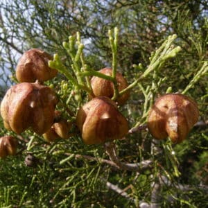 Sandarac (Tetraclinis articulata)