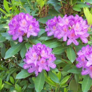 Rhododendron (Rhododendron ponticum)