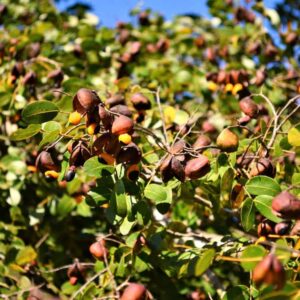 Copaiba (Copaifera reticulata)
