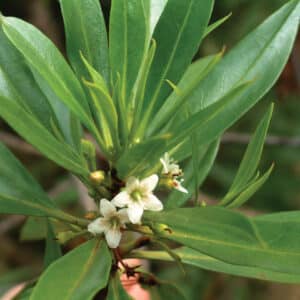 Naio Wood (Myoporum sandwicense)