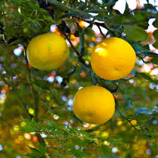 Yuzu (Citrus junos)