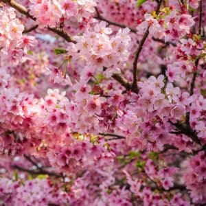 Cherry Blossom (Prunus serrulata)