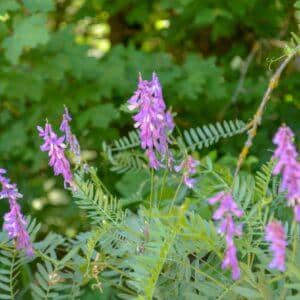 Astragalus Root Extract (Astragalus membranaceus) - Astragaloside IV 10%