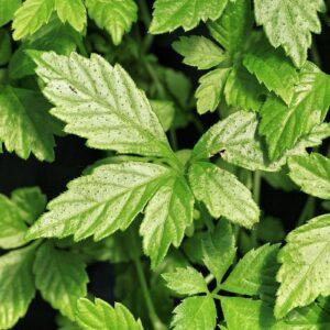 Jiaogulan Extract (Gynostemma pentaphyllum) - Gypenosides 80%