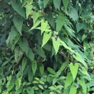 He Shou Wu Extract (Polygonum multiflorum)