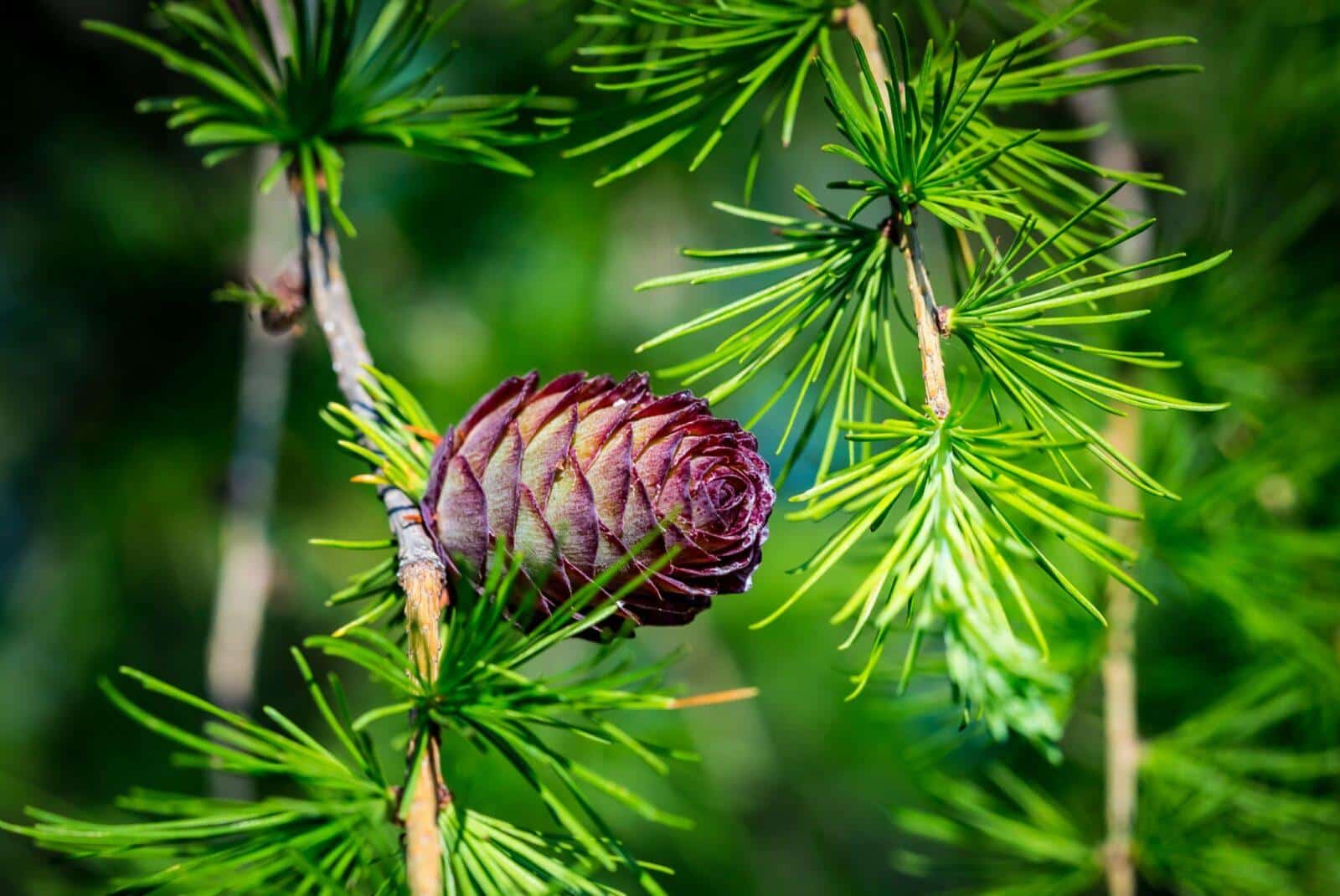Larch Tree Extract (Larix occidentalis) Arabinogalactan 50 Druid