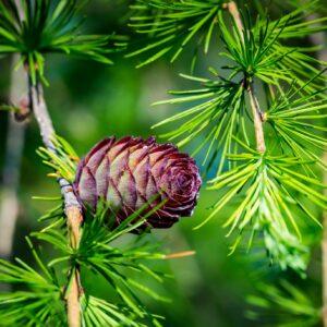 Larch Tree Extract (Larix occidentalis) - Arabinogalactan 50%