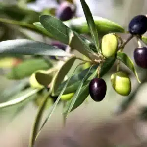 Olive Extract (Olea europaea) - Hydroxytyrosol 20%