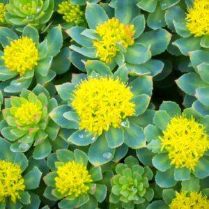Tibetan Rhodiola Root (Rhodiola rosea) - Rosavins 3%, Salidrosides 1%