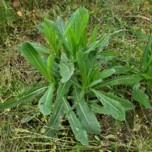 Wild Lettuce Extract 20:1 (Lactuca Virosa)