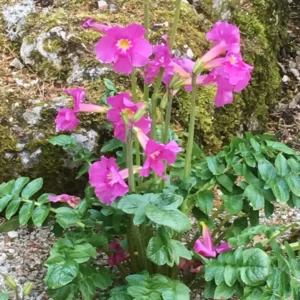 Trumpet Flower Extract 20:1 (Incarvillea sinensis)