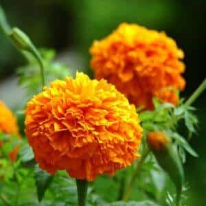 Marigold Flower Extract (Calendula Officinalis) - Lutein 20%