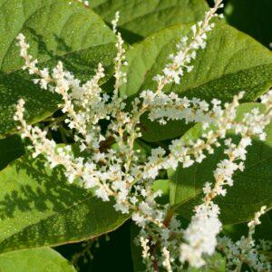 Japanese Knotweed Extract (Polygonum cuspidatum) - Resveratrol 50%
