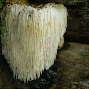 Lion's Mane Extract (Hericium erinaceus) - 30% Polysaccharides