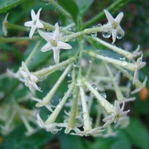 Night Queen Absolute (Cestrum nocturnum)