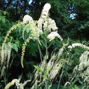 Black Cohosh Root Extract (Actaea racemosa) - Triterpenoid Saponins 8%