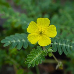 Caltrop Extract (Tribulus Terrestris) Saponins 98%