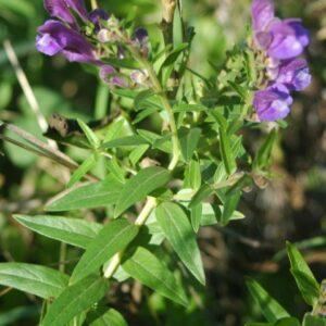 Skullcap Extract 20: 1 (Scutellaria baicalensis)