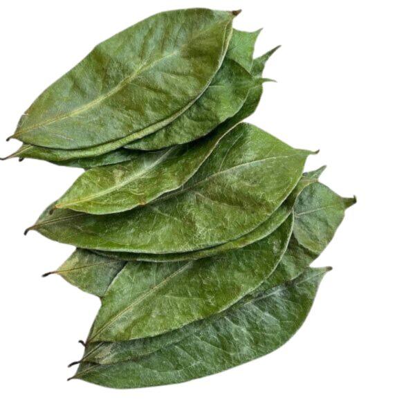 Soursop Leaves (Annona muricata)